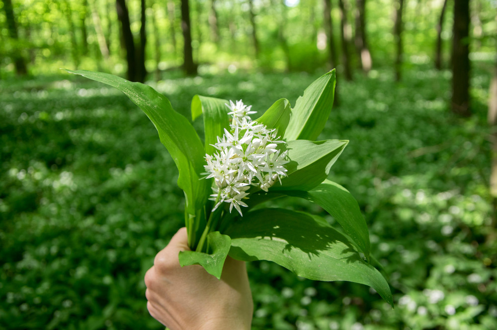 meguszos_medvehagyma_receptek_a_mindennapokra